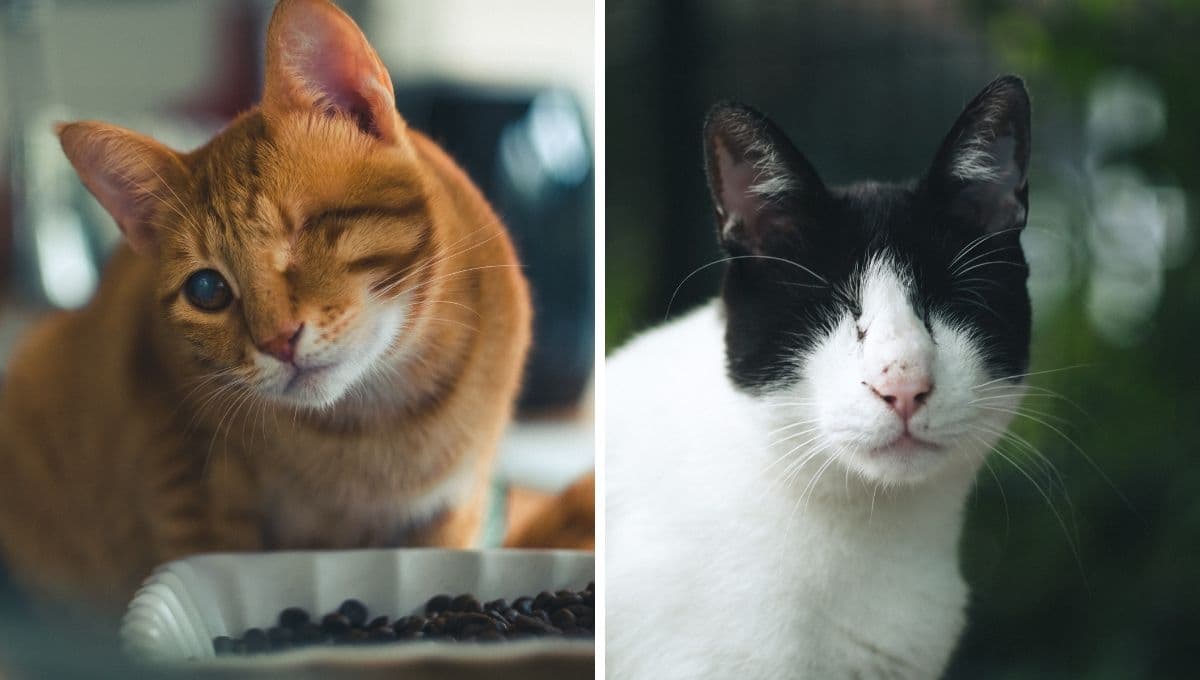 TEST para saber si mi gato es ciego