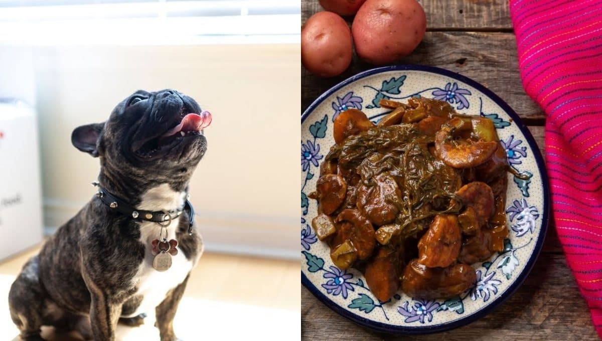 ¿Qué pasa si mi perro come romeritos?