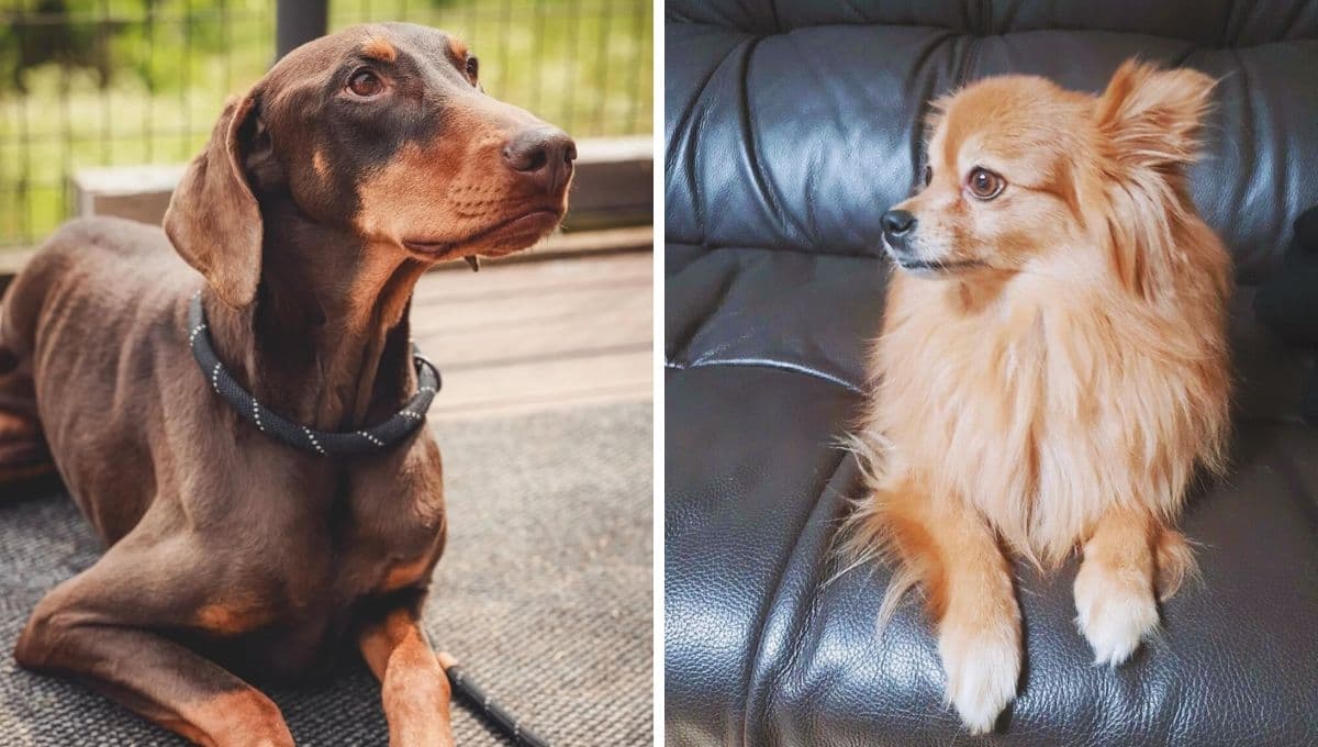Nombres de perros inspirados en las mascotas de los idols de K-Pop