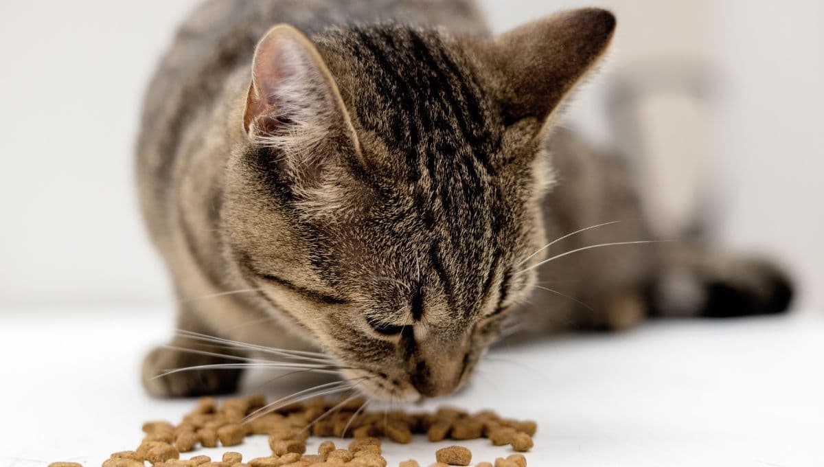 Estas son las mejores croquetas para alimentar a tus gatos