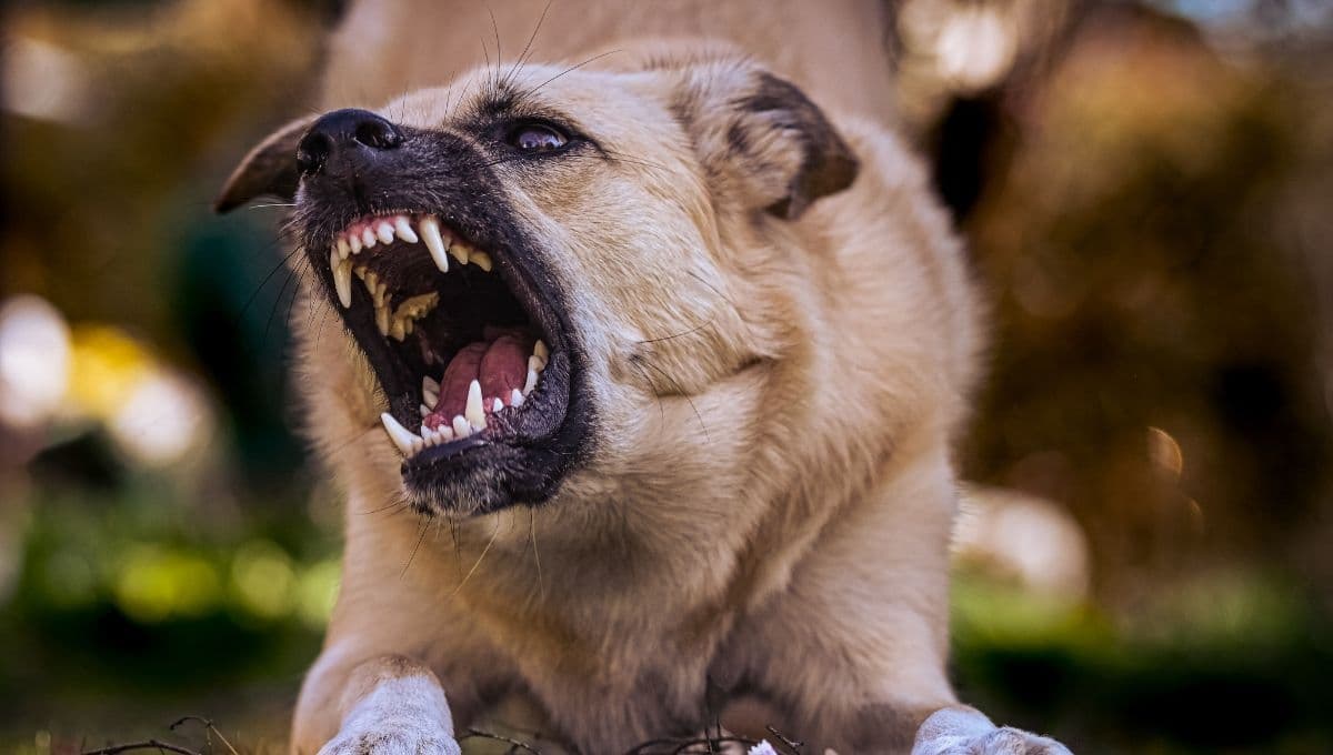 ¿Por qué mi perro me gruñe sin razón aparente?