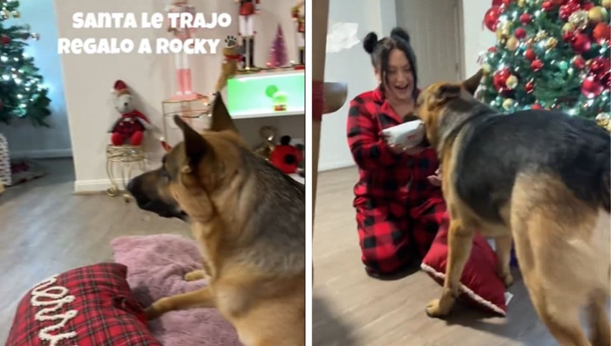 VIDEO: La adorable reacción del perrito Rocky al ver el regalo que le trajo Santa