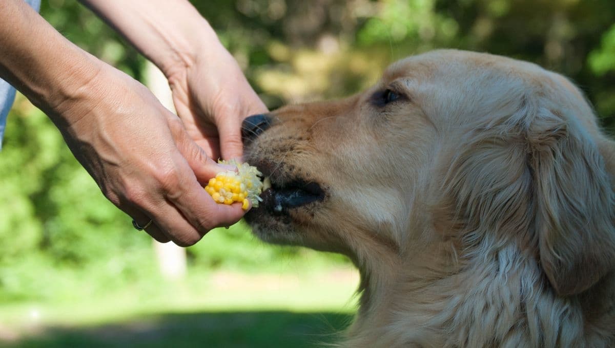 ¿Qué pasa si mi perro come recalentado?