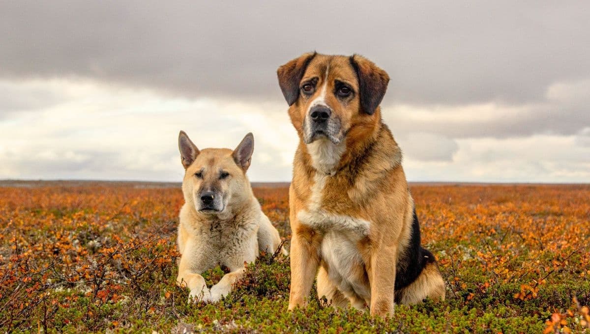 ¿Cómo puedo saber qué raza es mi perro?