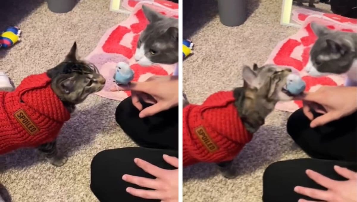 Presentan a un pajarito a sus michis y el gato casi se lo come