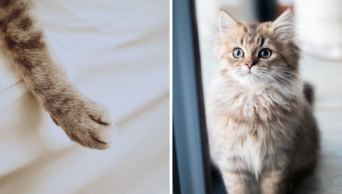 ¿Qué significa cuando un gato te da la mano y por qué deberías estar agradecido?