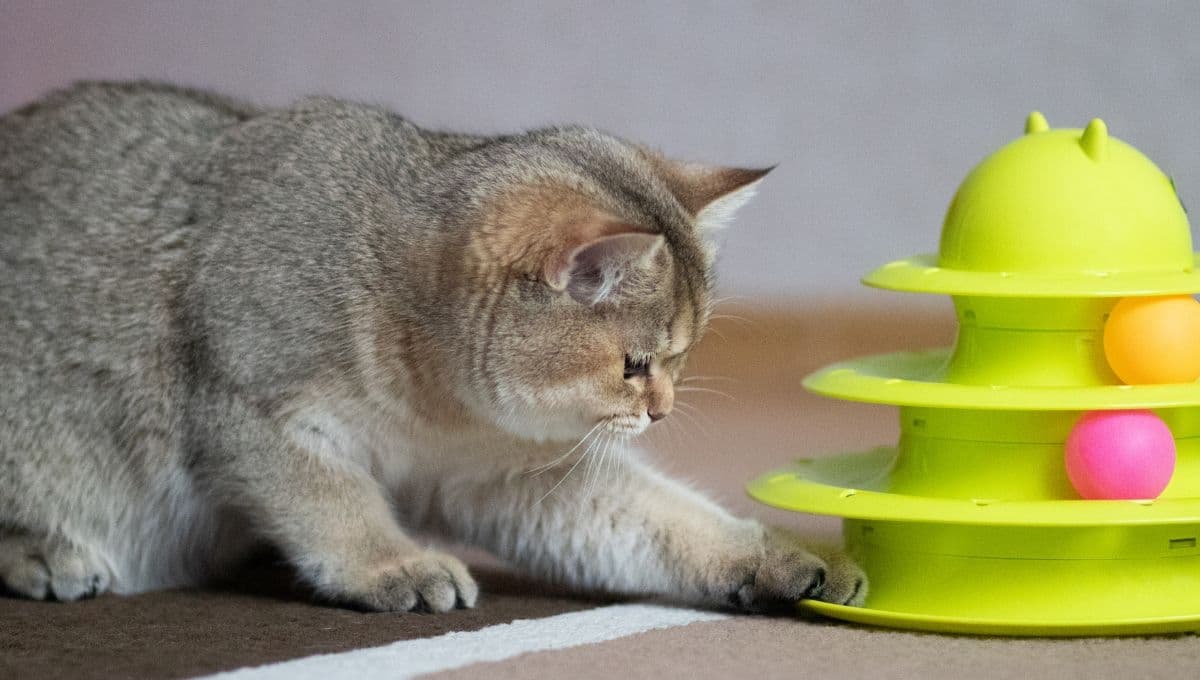 Liverpool tiene en descuento 3 juegos divertidos y entretenidos para gatos