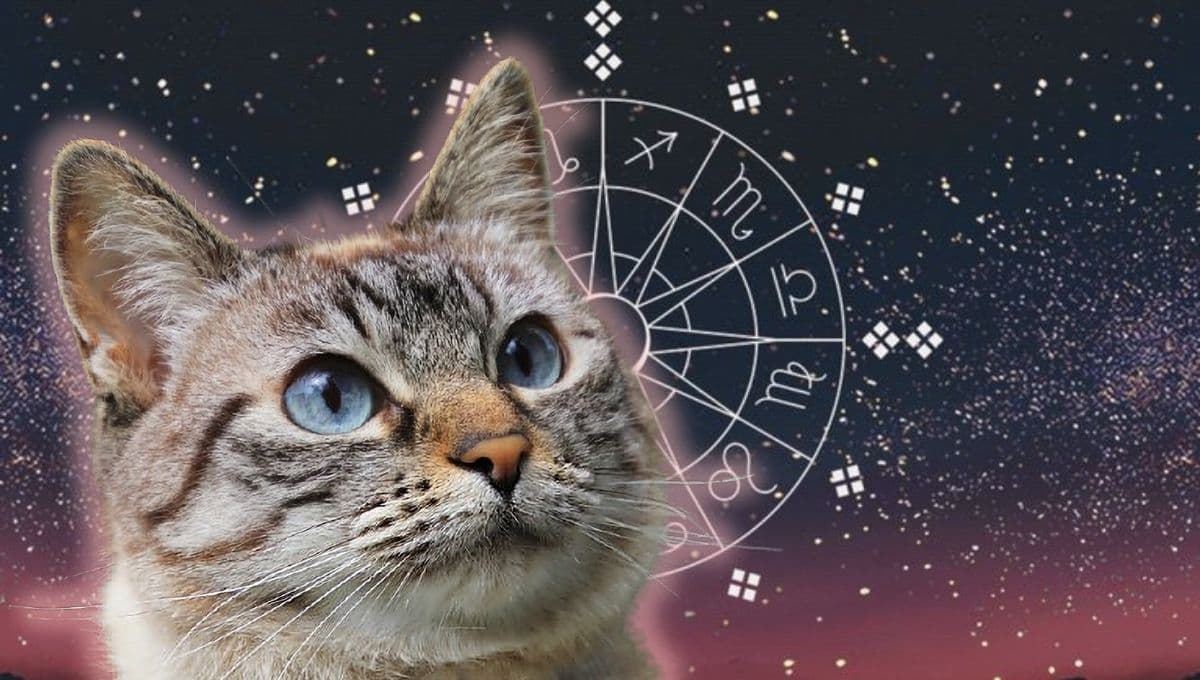 Horóscopo de tu gato: Las predicciones para tu michi hoy jueves 2 de enero