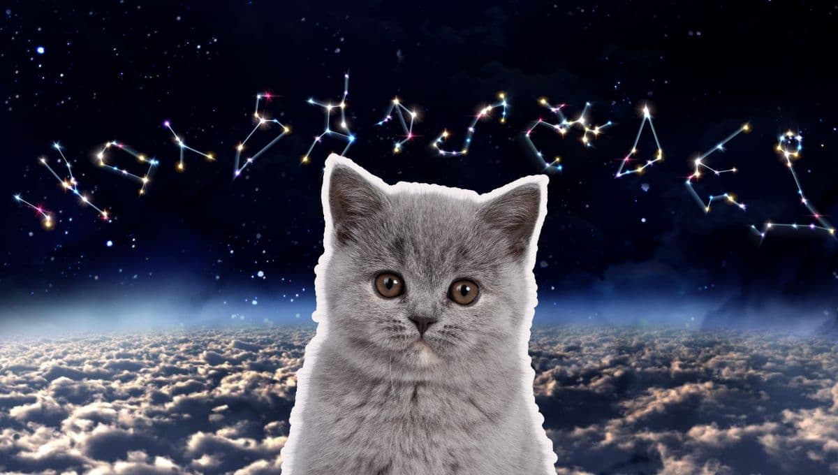 Horóscopo de tu gato: Las predicciones para tu michi hoy viernes 27 de diciembre