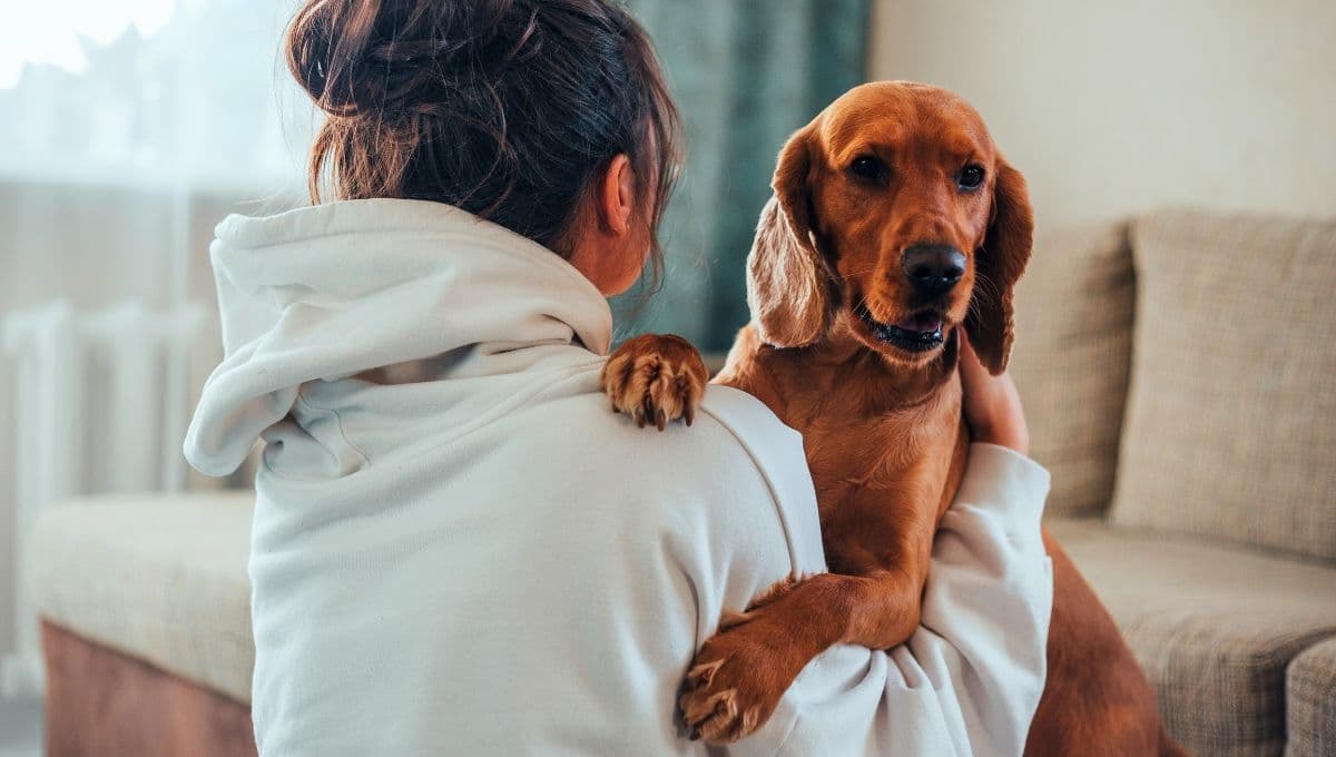 Señales de que tu perro tiene diabetes