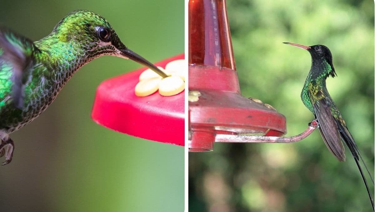 ¿Dónde es más recomendable colocar los bebederos de los colibríes?