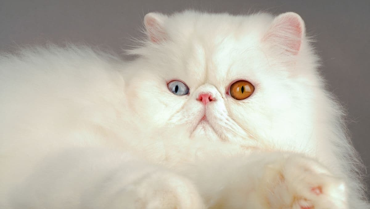 ¿Cómo limpiarle los ojos a un gato persa?