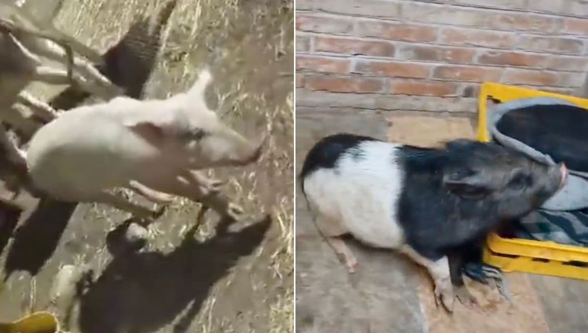 ¿Qué es la encefalomielitis? Fundación Toby pide apoyo para salvar a sus cerditos rescatados