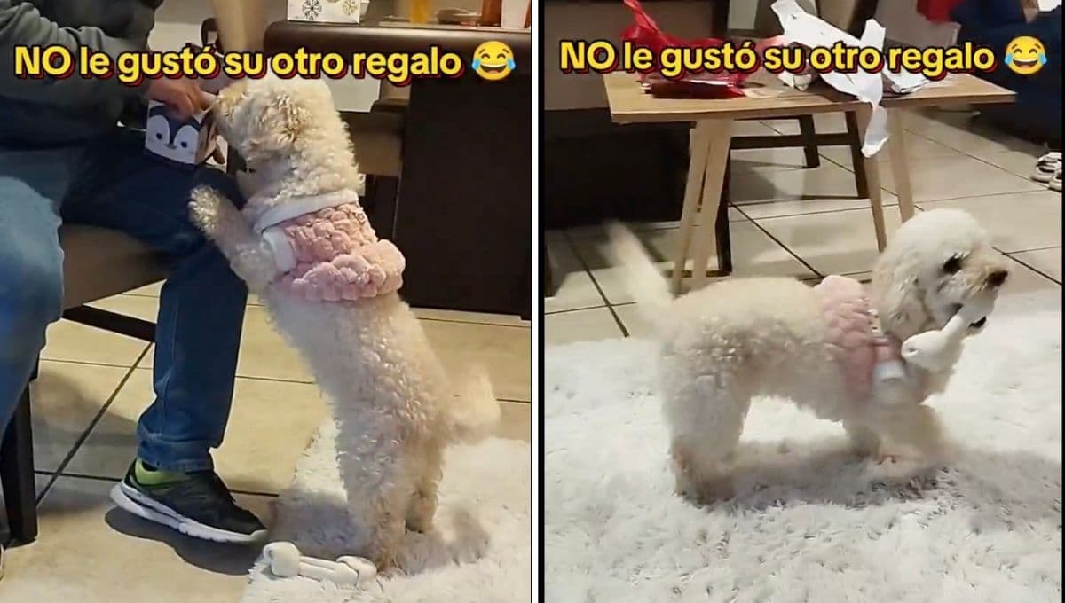 ¡Lomita berrinchuda! Le dan de regalo ropa y su enojo se vuelve viral