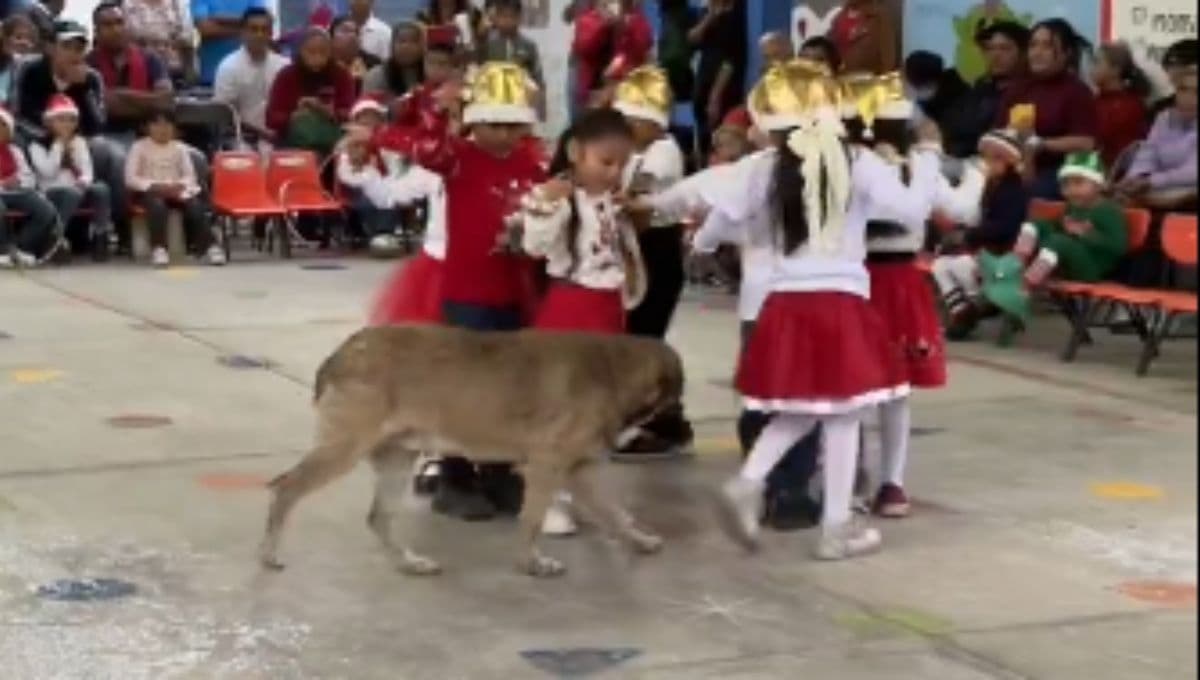 VIDEO: ¡Intenta no llorar! Perrito se une a festival de primaria y baila junto a alumnos