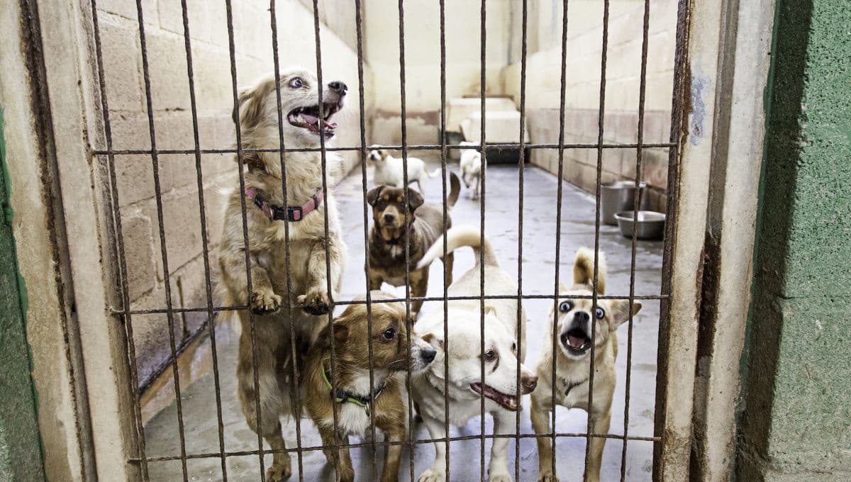 Acusan a veterinaria de retener a la fuerza a perrita en CDMX para sacarle más dinero a su dueña