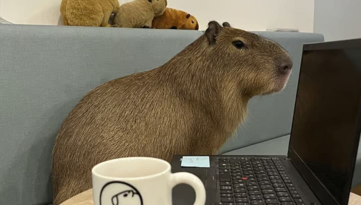 ¿Dónde está el café con capibaras que puedes acariciar?