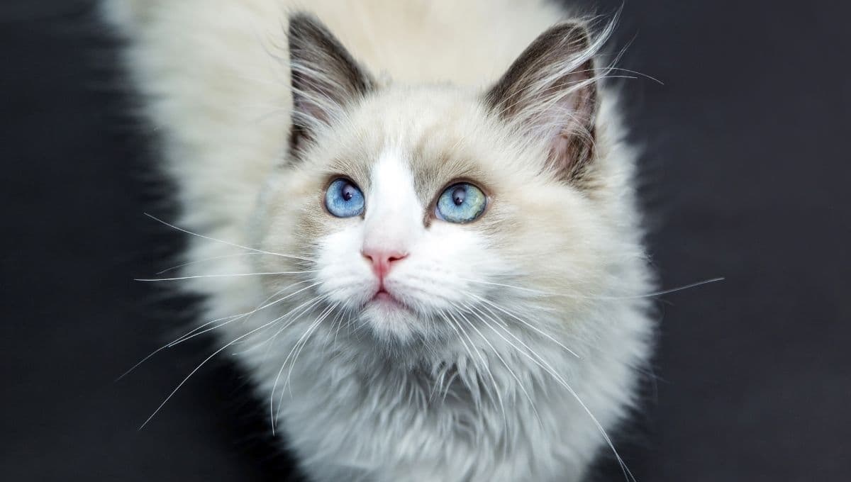 Tu gato es más inteligente que tu bebé y este estudio lo demuestra