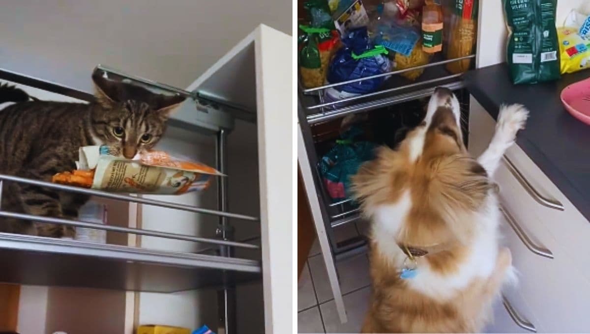 VIDEO: Perro y gato se unen para robar comida a escondidas