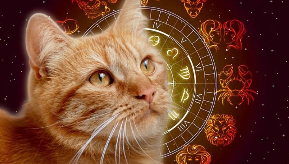 Horóscopo de tu gato: Las predicciones para tu michi hoy domingo 5 de enero