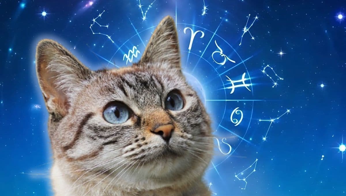 Horóscopo de tu gato: Las predicciones para tu michi hoy lunes 6 de enero de 2025