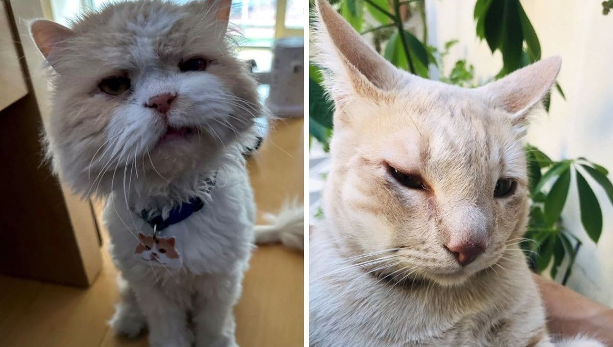 ¿Qué hacer si le pica una abeja a mi gato?