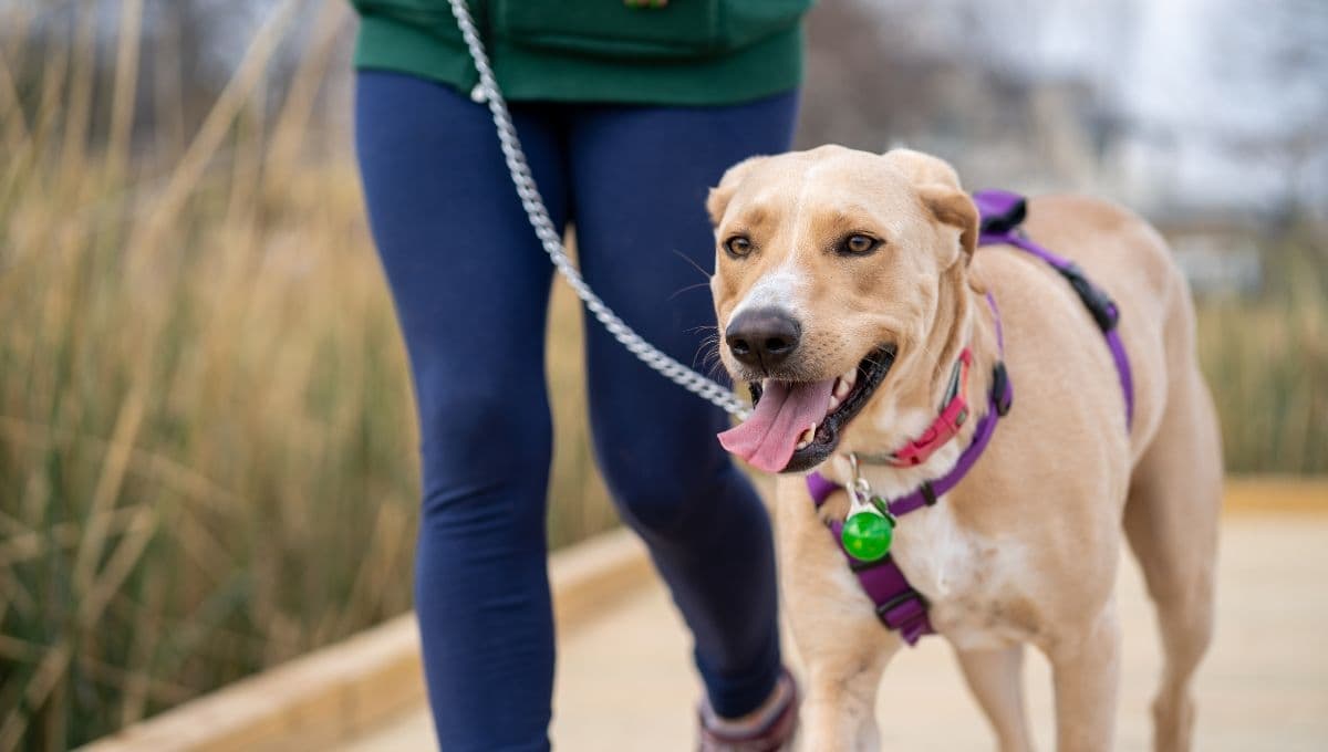 Así puedes pagar tus multas de tránsito paseando perros en CDMX
