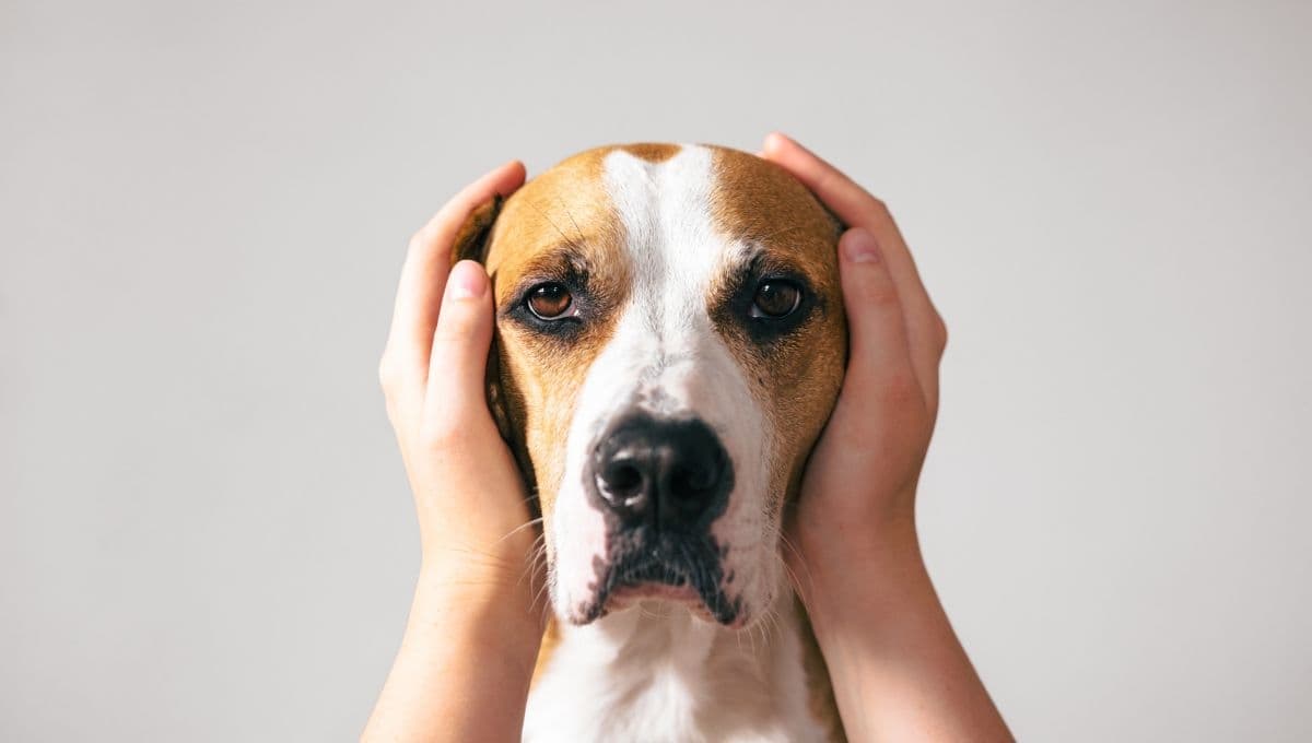 Aprende a hacer el vendaje anti pirotecnia para perros y evita que se estresen este año nuevo