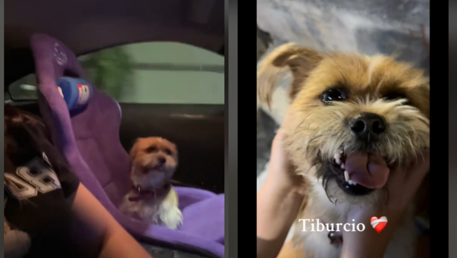 Conoce a Tiburcio, el perrito que lo perdió todo pero que ahora tiene una hermosa familia
