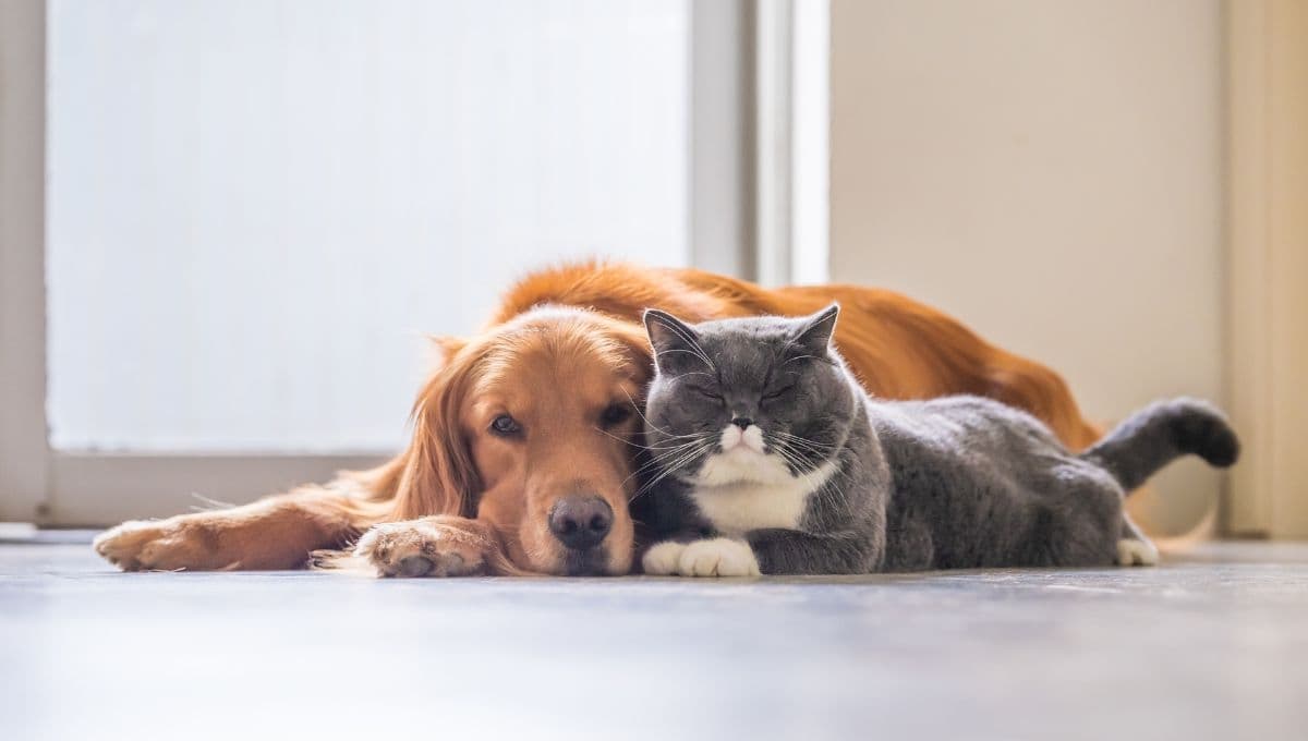 ¿Cómo sacar el CURP para mascotas en 2025?