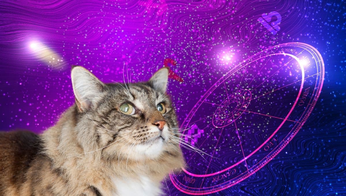 Horóscopo de tu gato: Las predicciones para tu michi hoy miércoles 1 de enero de 2025
