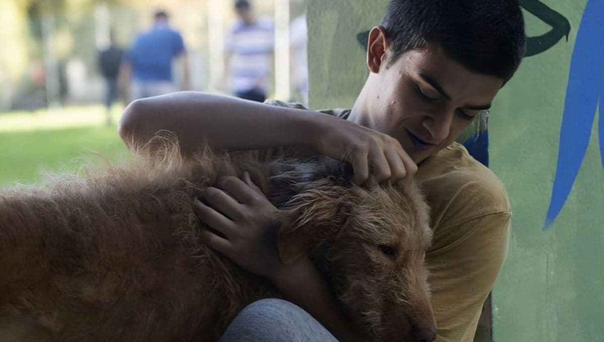 7 películas de perros en Netflix para hacer maratón el 1 de enero