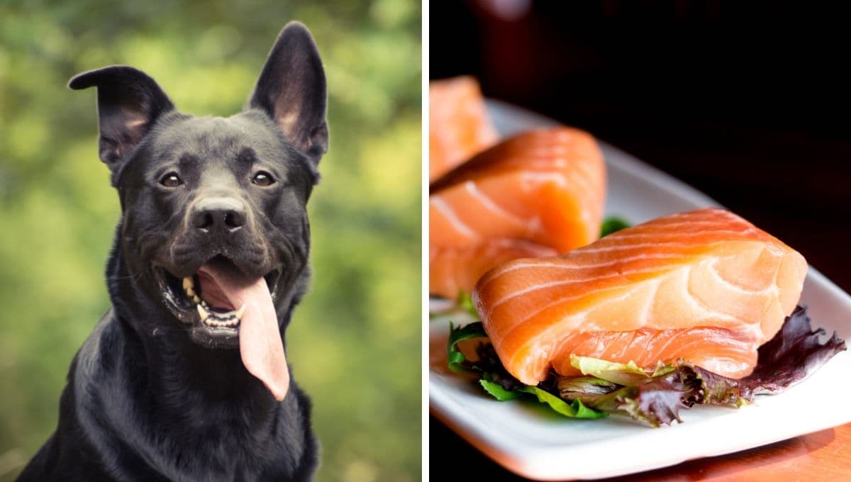 ¿Los perros pueden comer pescado?