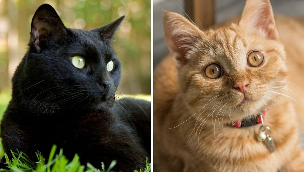 Descubre la personalidad de tu gato según su color