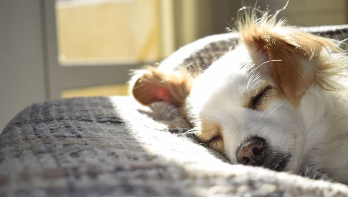 ¿Cómo saber si mi perro tiene cáncer?