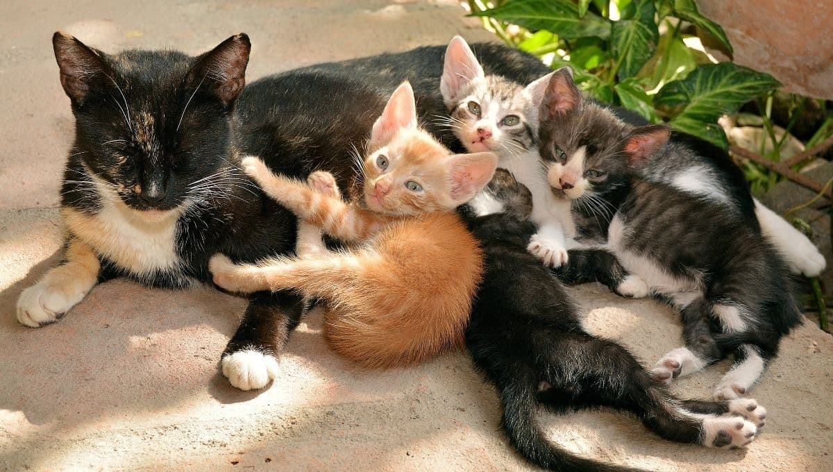 ¿Cómo ver si mi gata está embarazada?