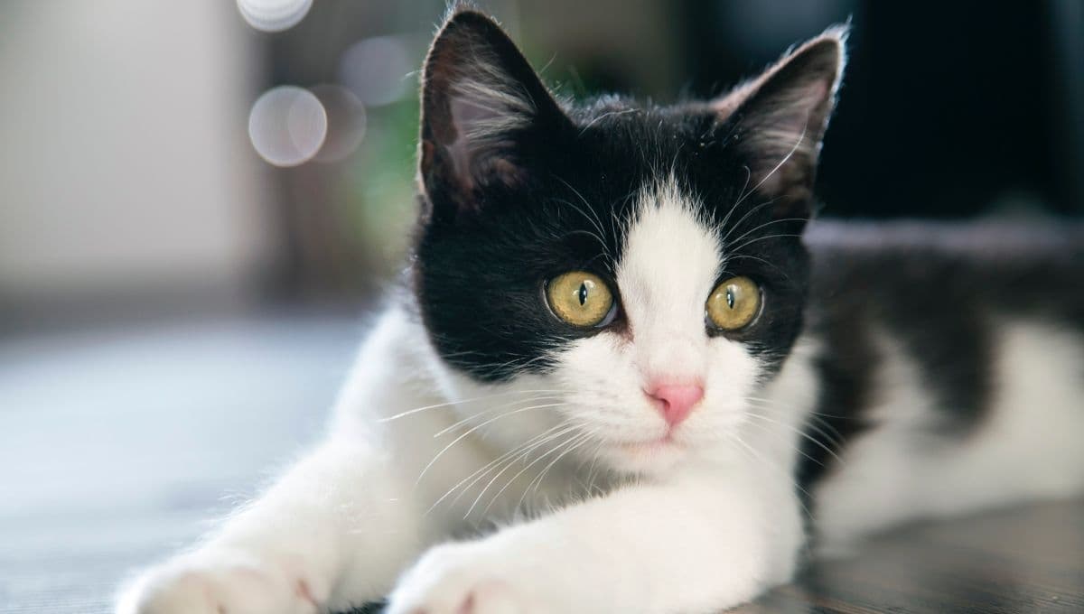 ¿Cómo absorben los gatos las malas energías?