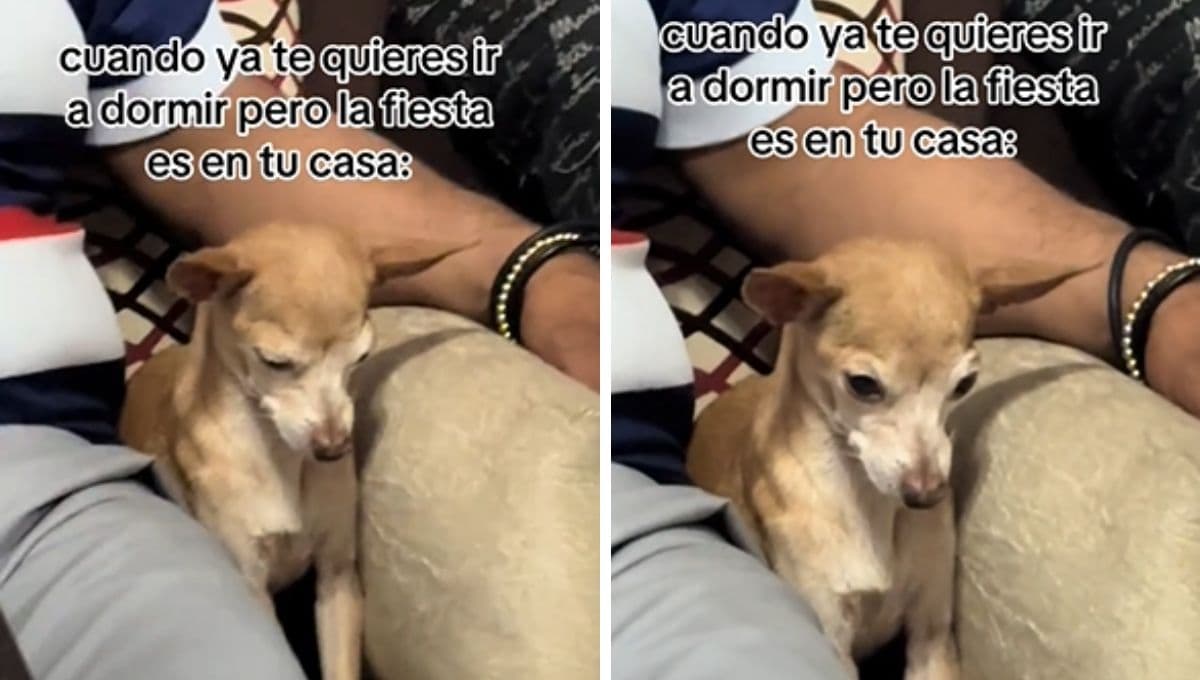 VIDEO; Perrita se duerme en plena fiesta de Año Nuevo y es adorable