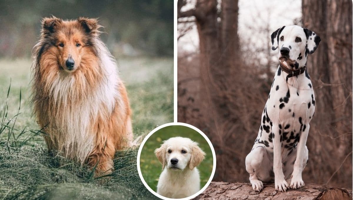5 nombres de perros famosos para llamar a tu cachorro