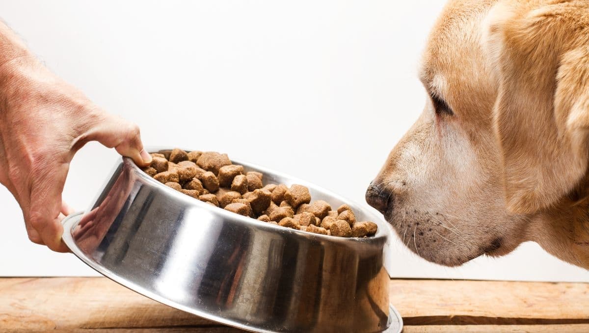 Profeco: ¿Dónde comprar las mejores croquetas para perro?