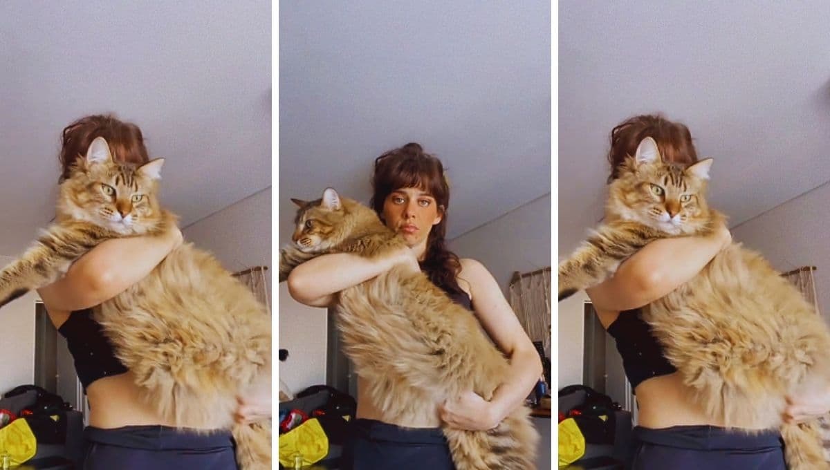 Conoce a Legolas, el gato que se volvió famoso en TikTok por su gran tamaño
