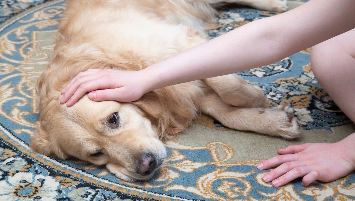 ¿Qué pasa si mi perro come cebolla?