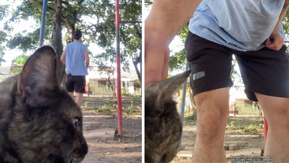 VIDEO: Quiere presumir su rutina de ejercicio pero una hermosa gatita lo interrumpe