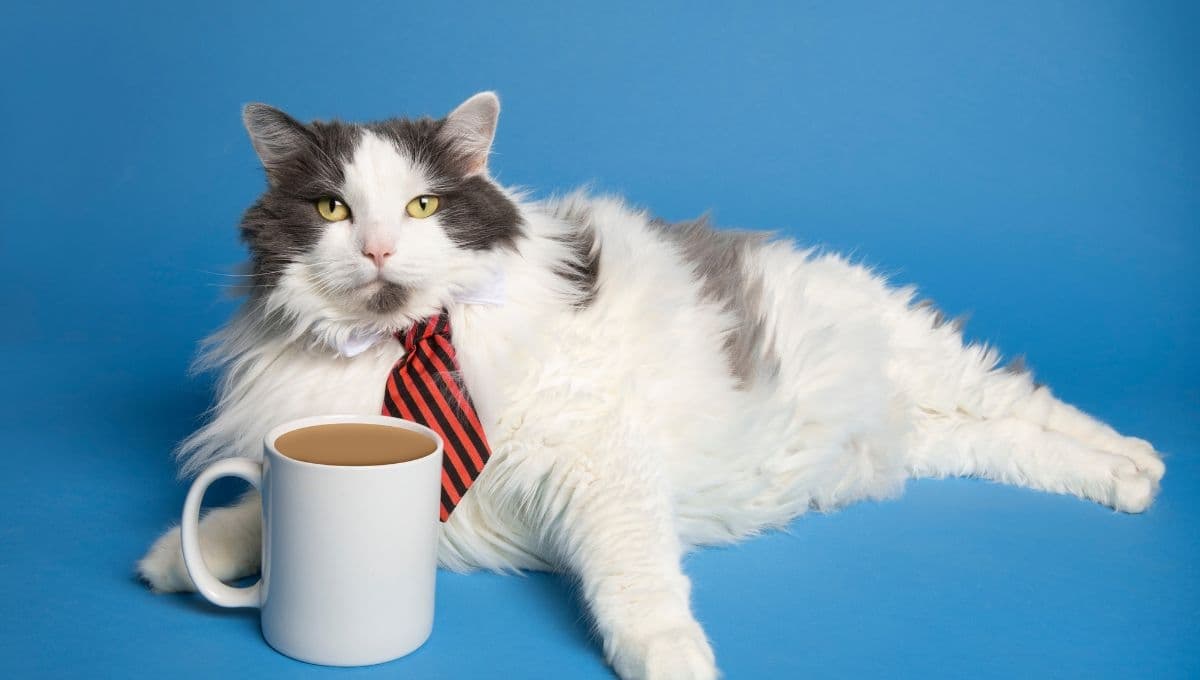 Esto debes hacer si tu gato tomó café