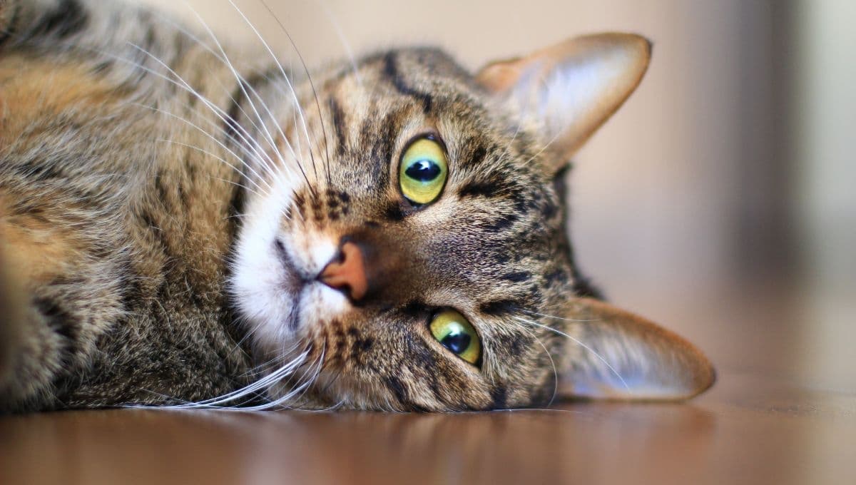CURP para gatos: requisitos y cómo tramitar