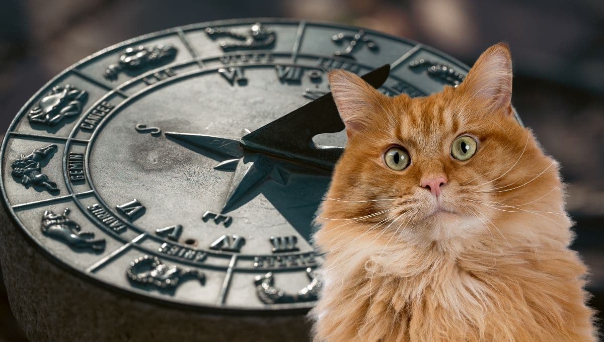 Horóscopo de tu gato: Las predicciones para tu michi hoy viernes 3 de enero