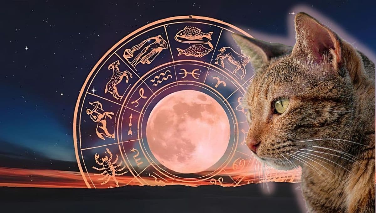 Horóscopo de tu gato: Las predicciones para tu michi hoy sábado 4 de enero