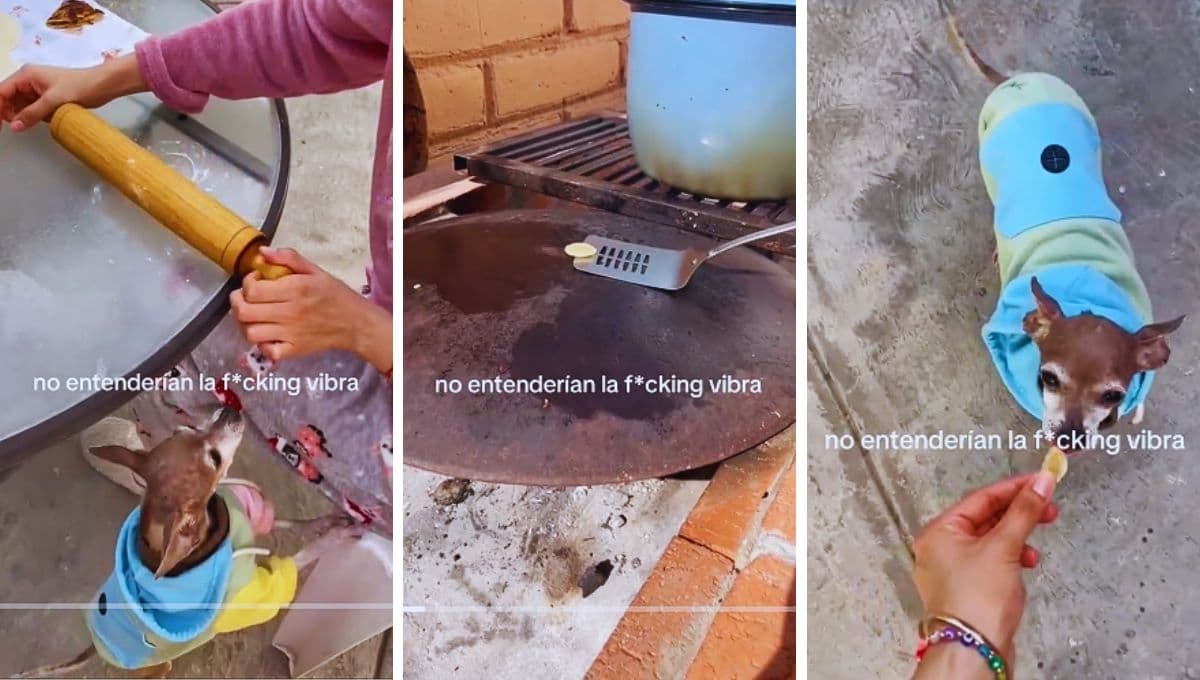 VIDEO: Perrita disfruta de una mini quesadilla hecha especialmente para ella y su reacción es adorable