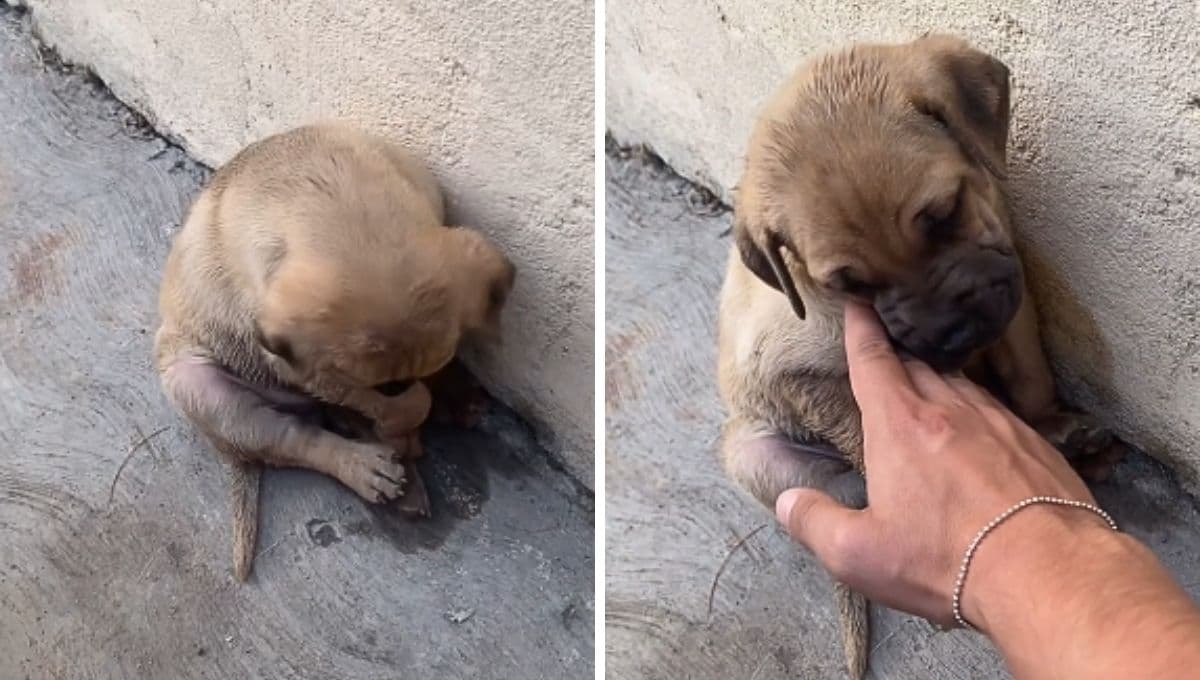 Aaww, cachorro se pone triste porque jugaron muy fuerte con él y se asustó | VIDEO