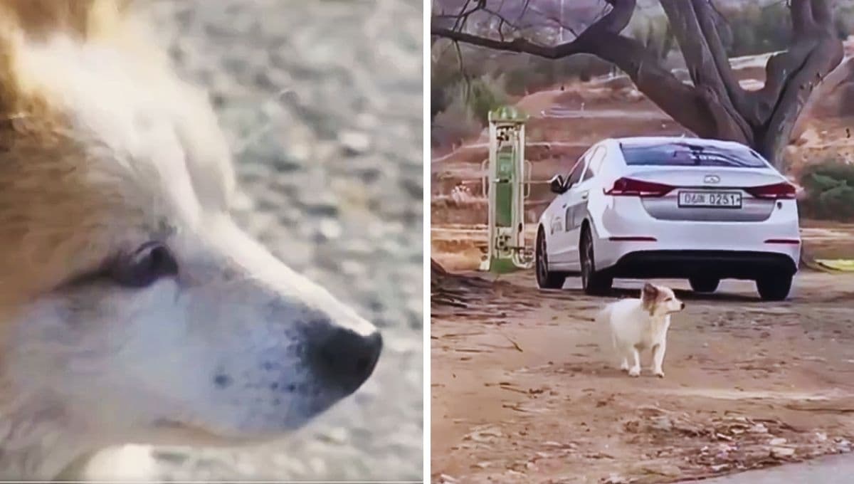 Pudding, el perrito que perdió a su familia en el accidente de avión en Corea del Sur, aún los espera en su puerta